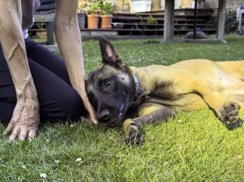 Zillah -  Belgian Shepherd Malinois Dog for Adoption in Snoqualmie, Washington - Zillah | PetCurious