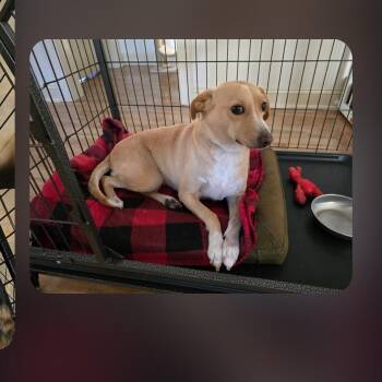 Beagle and Dachshund Dogs Available for Adoption - Blondie | PetCurious