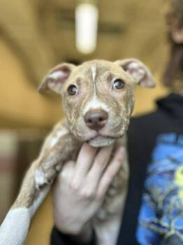 Mixed Breed Dogs Available for Adoption in Munster, Indiana - Gwennifer | PetCurious