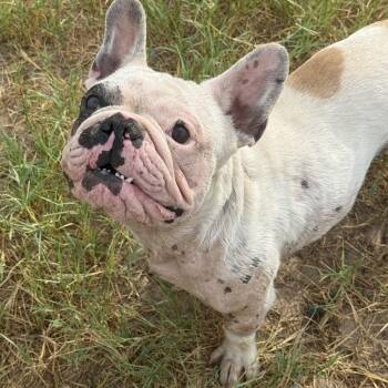 Ozzy -  French Bulldog Dog for Adoption in San Antonio, Texas - Ozzy | PetCurious