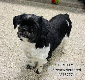 Bentley -  Shih Tzu Dog for Adoption - Bentley | PetCurious