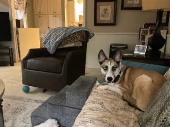 Pumpkin -  Husky Dog for Adoption in Mustang, Oklahoma - Pumpkin | PetCurious