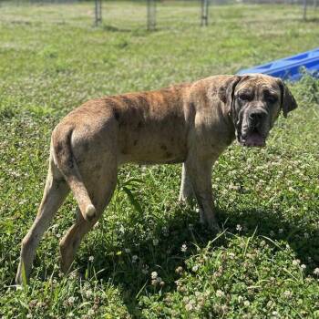 Mastiff Dogs Available for Adoption - SAPPHIRE | PetCurious