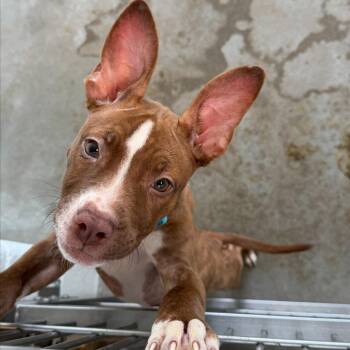Hiccup -  Mixed Breed Dog for Adoption in Pittsburgh, Pennsylvania - Hiccup | PetCurious