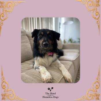 Chloe -  Australian Shepherd Dog for Adoption in Cumberland, Rhode Island - Chloe | PetCurious