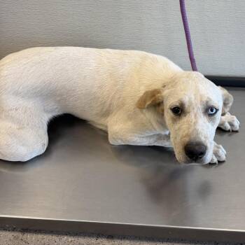 Mixed Breed Dogs Available for Adoption in Las Cruces, New Mexico - 106414 | PetCurious