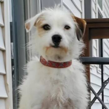 Rescue Mixed Breed Dogs for Adoption in Cedar Rapids, Iowa - Jackson | PetCurious