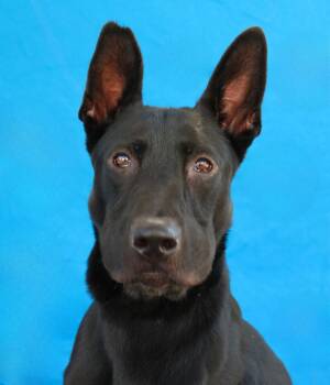 MILO -  German Shepherd Dog Dog for Adoption in Pasadena, California - MILO | PetCurious