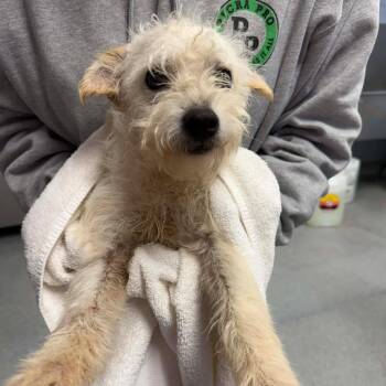 Terrier and Mixed Breed Dogs Available for Adoption - Ragamuffin | PetCurious
