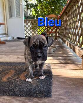 Boxer Dogs Available for Adoption - Bleu | PetCurious