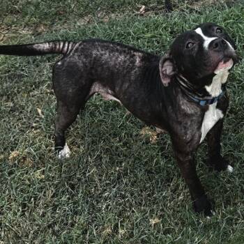 (Found) Meadowlark -  Pit Bull Terrier and Mixed Breed Dog for Adoption in Cabot, Arkansas - (Found) Meadowlark | PetCurious