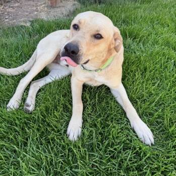 Golden Boy -  Yellow Labrador Retriever Dog for Adoption in Stockton, California - Golden Boy | PetCurious