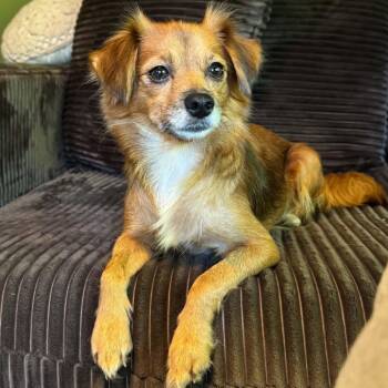 Honey -  Spaniel and Terrier Dog for Adoption in Brockport, New York - Honey | PetCurious