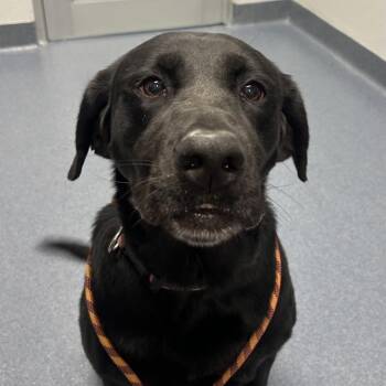 Ellie -  Black Labrador Retriever Dog for Adoption in Saint Joseph, Missouri - Ellie | PetCurious