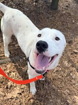 Mixed Breed Dogs Available for Adoption - Tanner | PetCurious