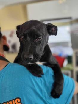 Mitchell - Misha -  American Bulldog Dog for Adoption in Lakeland, Florida - Mitchell - Misha | PetCurious