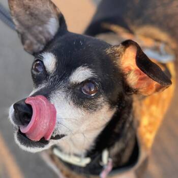 Whimsy 12955 -  Chihuahua Dog for Adoption in San Francisco, California - Whimsy 12955 | PetCurious