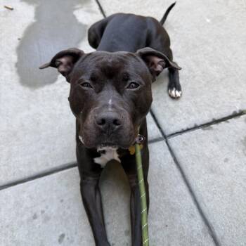 Kash -  Pit Bull Terrier Dog for Adoption in Chicago, Illinois - Kash | PetCurious