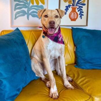 Whitney Joy the Bunny Soft Sweetheart -  Labrador Retriever Dog for Adoption in Friendswood, Texas - Whitney Joy The Bunny Soft Sweetheart | PetCurious