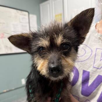 Terrier Dogs Available for Adoption - Mary Kate | PetCurious