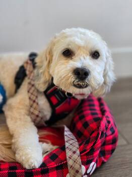 Maltipoo Dogs Available for Adoption in Covina, California - Niko | PetCurious