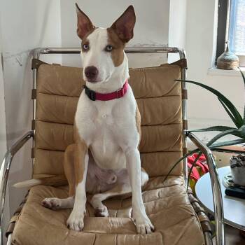 Rescue Ibizan Hound and Siberian Husky Dogs for Adoption in Bowling Green, New York - Striking Simba | PetCurious