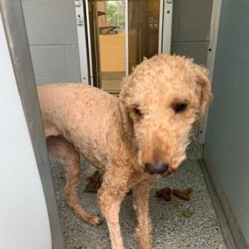 Poodle Dogs Available for Adoption in Charlottesville, Virginia - Flora | PetCurious