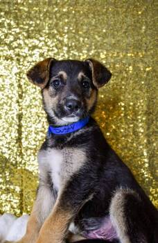 Dusty -  German Shepherd Dog and Mixed Breed Dog for Adoption in Yakima, Washington - Dusty | PetCurious