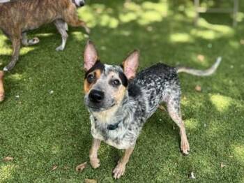Kai -  Cattle Dog and Mixed Breed Dog for Adoption in Gainesville, Florida - Kai | PetCurious