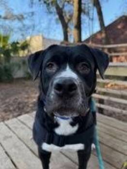 Mixed Breed Dogs Available for Adoption - Romeo | PetCurious