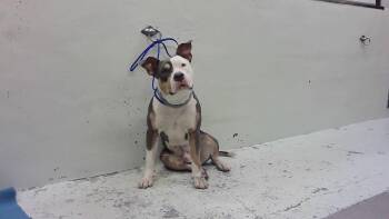 Staffordshire Bull Terrier and Mixed Breed Dogs Available for Adoption - HUTTON | PetCurious