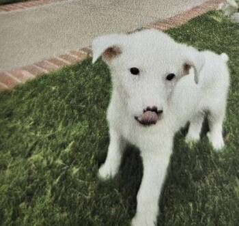 George -  Great Pyrenees and Mixed Breed Dog for Adoption in Kansas City, Missouri - George | PetCurious
