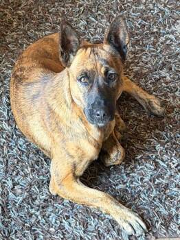 Belgian Shepherd Malinois and Rat Terrier Dogs Available for Adoption - LEAH | PetCurious