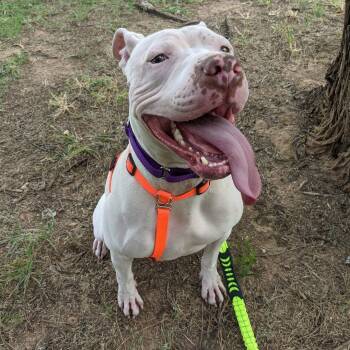Thor -  American Staffordshire Terrier Dog for Adoption in Phoenix, Arizona - Thor | PetCurious
