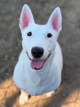 Bull Terrier Dogs Available for Adoption in Dallas, Texas - Darline (CP) | PetCurious