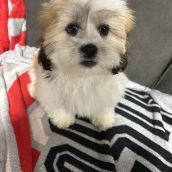 Barry -  Lhasa Apso Dog for Adoption in Antwerp, Ohio - Barry | PetCurious