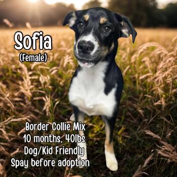 Rescue Border Collie Dogs for Adoption in Lancaster, Kentucky - Sofia | PetCurious