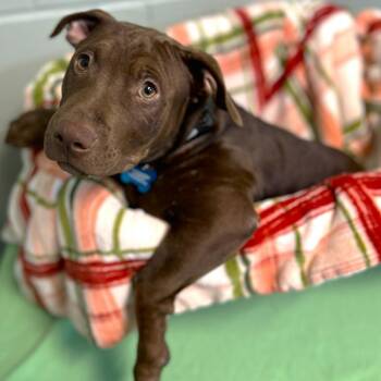 Nerf -  Mixed Breed Dog for Adoption in State College, Pennsylvania - Nerf | PetCurious