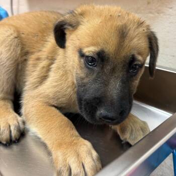Retriever and Mixed Breed Dogs Available for Adoption in Birmingham, Alabama - Alfalfa | PetCurious