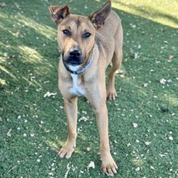 Jasper -  Shepherd Dog for Adoption in Red Bluff, California - Jasper | PetCurious