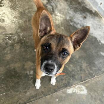 Rescue Miniature Pinscher and Chihuahua Dogs for Adoption in Amory, Mississippi - Bruce 082801 | PetCurious