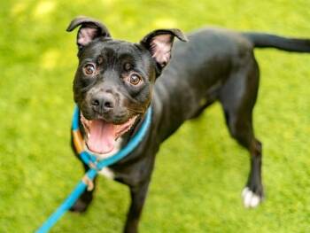TRENT -  Pit Bull Terrier and Mixed Breed Dog for Adoption in San Jose, California - TRENT | PetCurious