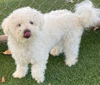Josephine -  Bichon Frise Dog for Adoption in Dallas, Texas - Josephine | PetCurious