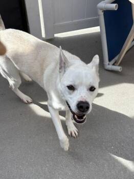 Suzie (FKA Cricket) -  Siberian Husky and Mixed Breed Dog for Adoption in East Brookfield, Massachusetts - Suzie (FKA Cricket) | PetCurious