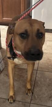 Rescue Mixed Breed Dogs for Adoption in Cincinnati, Ohio - King Kong | PetCurious