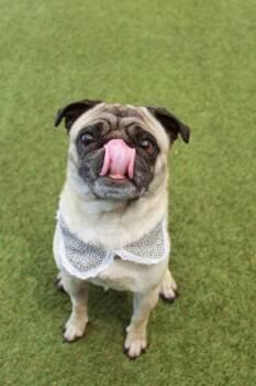 Pug Dogs Available for Adoption in Gardena, California - Trixie Mattel | PetCurious