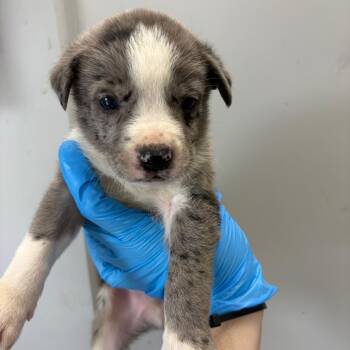 Mixed Breed Dogs Available for Adoption in Columbiana, Alabama - Fried Rice | PetCurious
