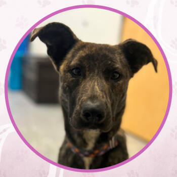 Rescue Mixed Breed Dogs for Adoption in Toms River, New Jersey - Anise Fudge | PetCurious