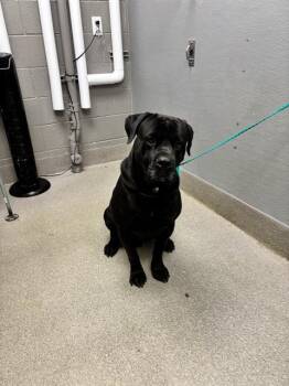 CASH -  Cane Corso Dog for Adoption in Las Vegas, Nevada - CASH | PetCurious