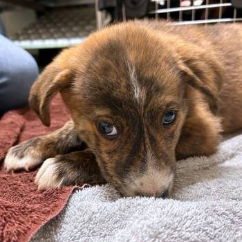 Lilac -  Australian Shepherd and Mixed Breed Dog for Adoption in Woodinville, Washington - Lilac | PetCurious